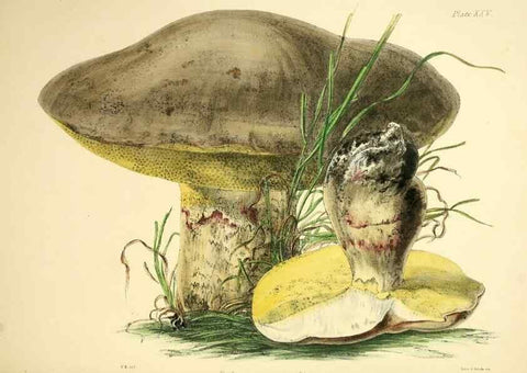 Reproducción/Reproduction 9182736749: Illustrations of British mycology,. London,Reeve, Benham and Reeve,1847-55.