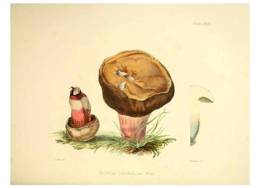 Reproducción/Reproduction 9182737775: Illustrations of British mycology,. London,Reeve, Benham and Reeve,1847-55.