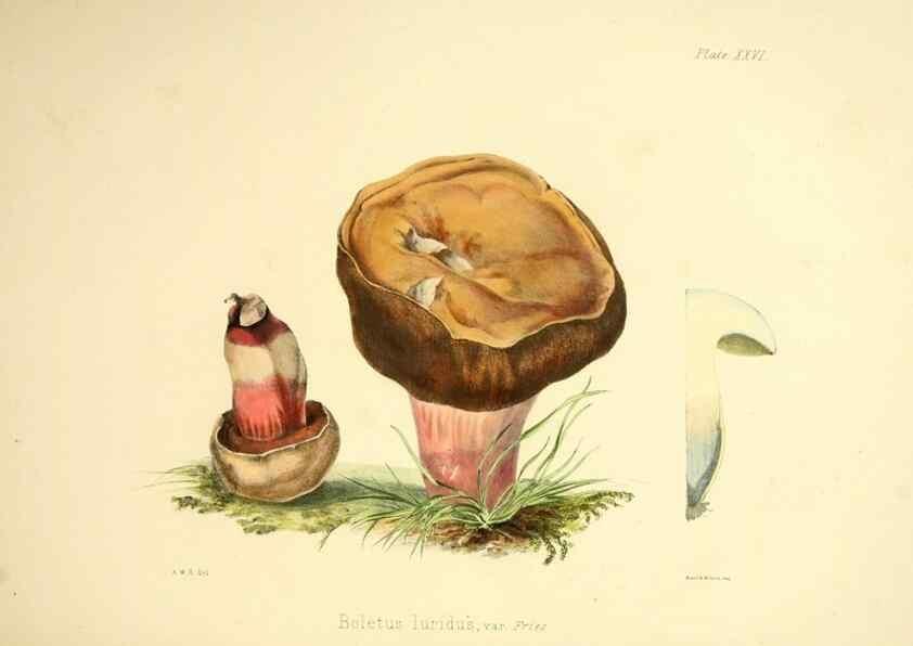 Reproducción/Reproduction 9182737775: Illustrations of British mycology,. London,Reeve, Benham and Reeve,1847-55.