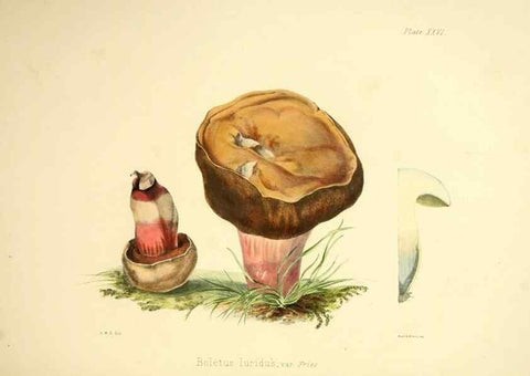 Reproducción/Reproduction 9182737775: Illustrations of British mycology,. London,Reeve, Benham and Reeve,1847-55.