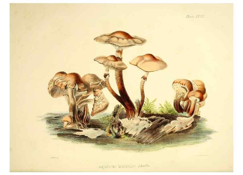 Reproducción/Reproduction 9182738963: Illustrations of British mycology,. London,Reeve, Benham and Reeve,1847-55.