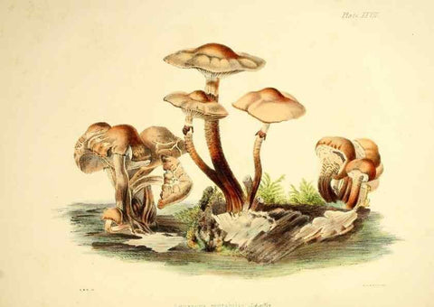 Reproducción/Reproduction 9182738963: Illustrations of British mycology,. London,Reeve, Benham and Reeve,1847-55.