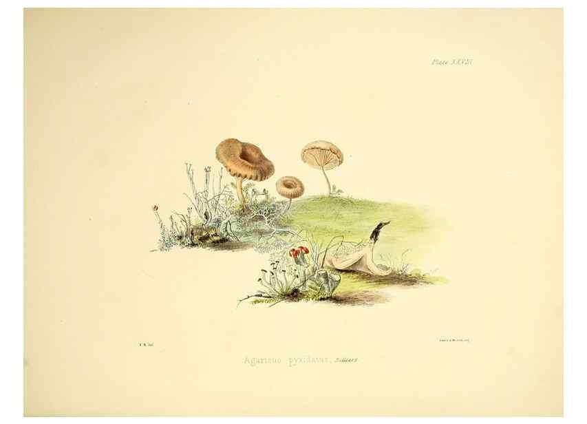 Reproducción/Reproduction 9182740071: Illustrations of British mycology,. London,Reeve, Benham and Reeve,1847-55.