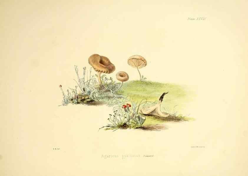 Reproducción/Reproduction 9182740071: Illustrations of British mycology,. London,Reeve, Benham and Reeve,1847-55.
