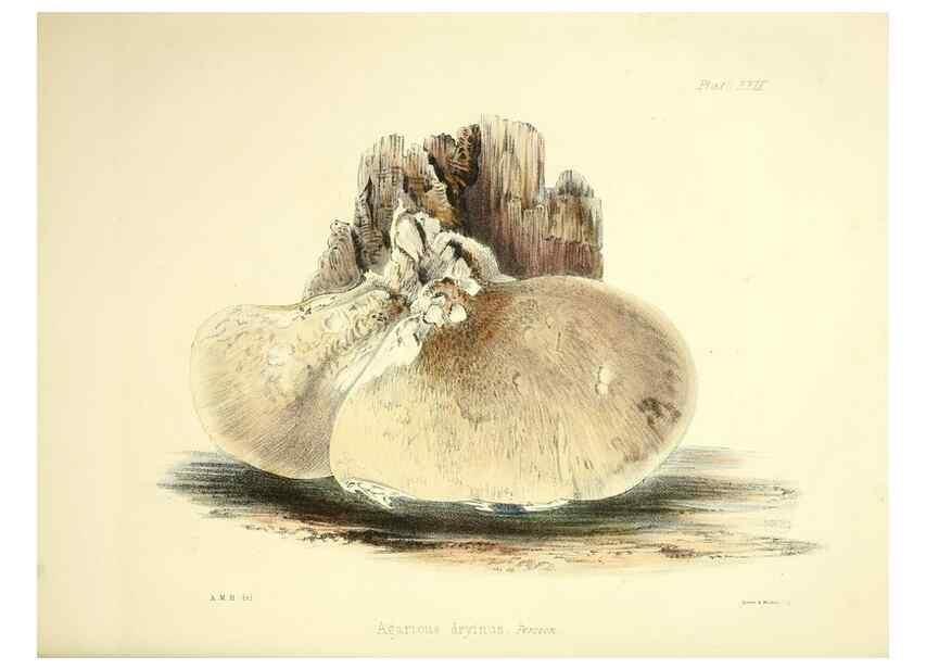Reproducción/Reproduction 9184956412: Illustrations of British mycology,. London,Reeve, Benham and Reeve,1847-55.