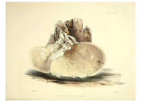 Reproducción/Reproduction 9184956412: Illustrations of British mycology,. London,Reeve, Benham and Reeve,1847-55.