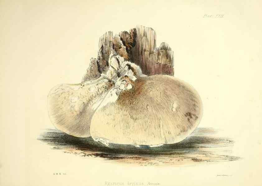 Reproducción/Reproduction 9184956412: Illustrations of British mycology,. London,Reeve, Benham and Reeve,1847-55.