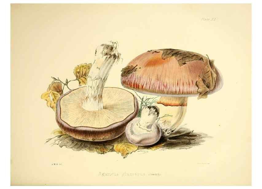 Reproducción/Reproduction 9184957428: Illustrations of British mycology,. London,Reeve, Benham and Reeve,1847-55.