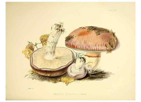 Reproducción/Reproduction 9184957428: Illustrations of British mycology,. London,Reeve, Benham and Reeve,1847-55.