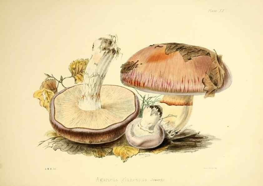 Reproducción/Reproduction 9184957428: Illustrations of British mycology,. London,Reeve, Benham and Reeve,1847-55.