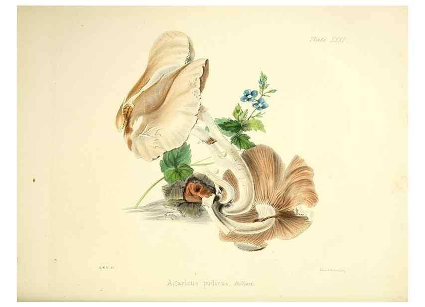 Reproducción/Reproduction 9184958624: Illustrations of British mycology,. London,Reeve, Benham and Reeve,1847-55.