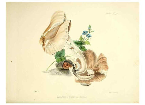 Reproducción/Reproduction 9184958624: Illustrations of British mycology,. London,Reeve, Benham and Reeve,1847-55.