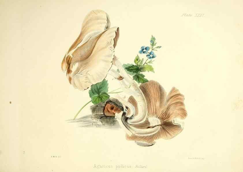Reproducción/Reproduction 9184958624: Illustrations of British mycology,. London,Reeve, Benham and Reeve,1847-55.