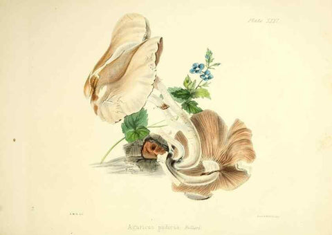 Reproducción/Reproduction 9184958624: Illustrations of British mycology,. London,Reeve, Benham and Reeve,1847-55.