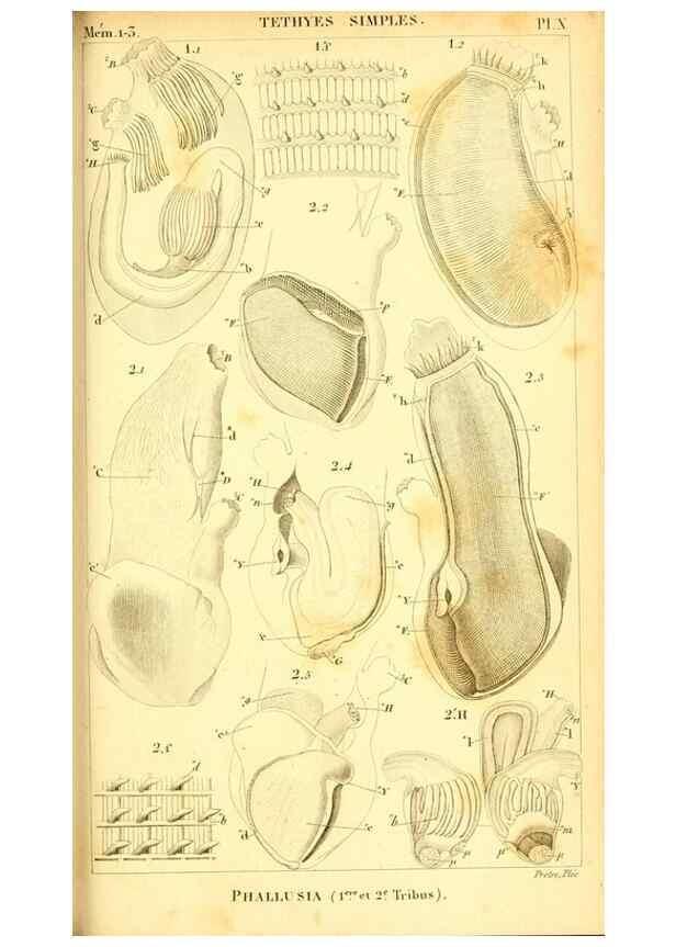 Reproducción/Reproduction 9193018958: Mémoires sur les animaux sans vertèbres /. Paris :G. Dufour,1816.