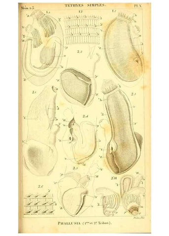 Reproducción/Reproduction 9193018958: Mémoires sur les animaux sans vertèbres /. Paris :G. Dufour,1816.