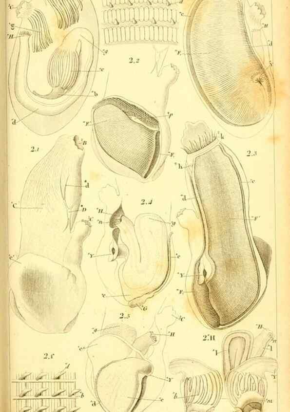 Reproducción/Reproduction 9193018958: Mémoires sur les animaux sans vertèbres /. Paris :G. Dufour,1816.