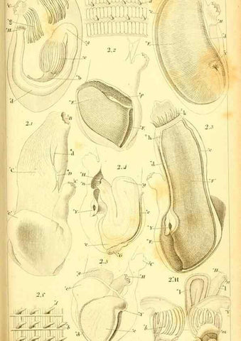 Reproducción/Reproduction 9193018958: Mémoires sur les animaux sans vertèbres /. Paris :G. Dufour,1816.