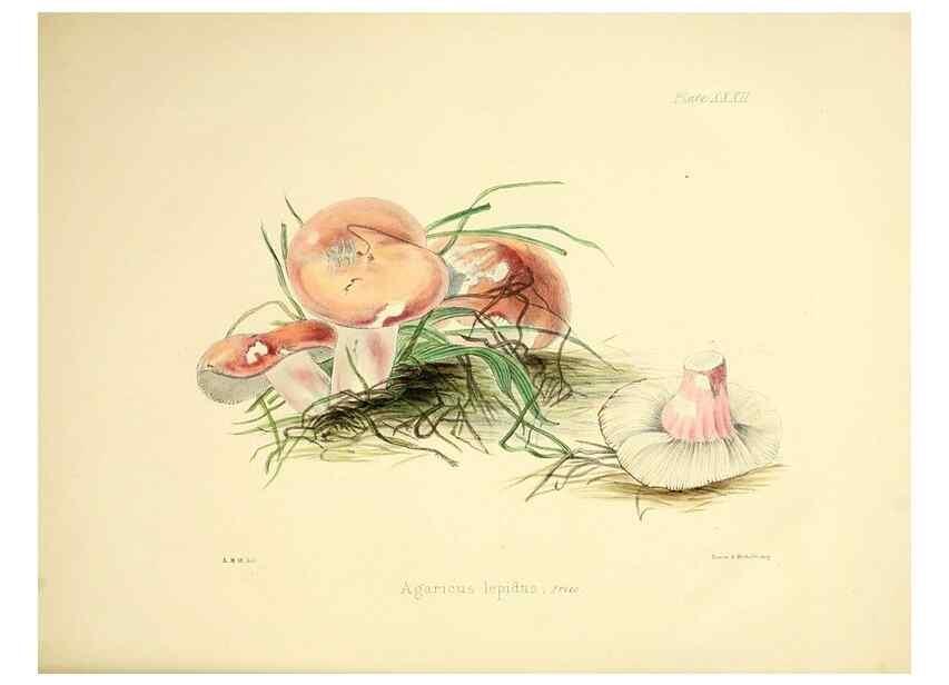 Reproducción/Reproduction 9182744677: Illustrations of British mycology,. London,Reeve, Benham and Reeve,1847-55.