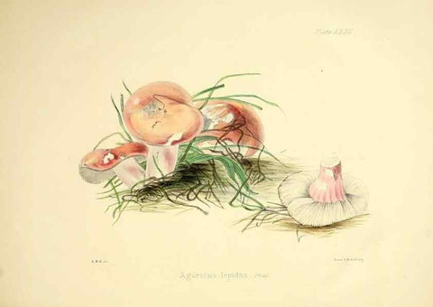 Reproducción/Reproduction 9182744677: Illustrations of British mycology,. London,Reeve, Benham and Reeve,1847-55.