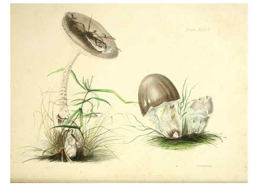 Reproducción/Reproduction 9182746793: Illustrations of British mycology,. London,Reeve, Benham and Reeve,1847-55.