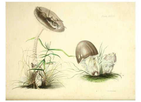 Reproducción/Reproduction 9182746793: Illustrations of British mycology,. London,Reeve, Benham and Reeve,1847-55.