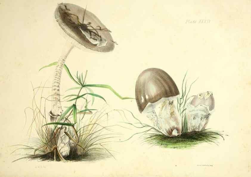Reproducción/Reproduction 9182746793: Illustrations of British mycology,. London,Reeve, Benham and Reeve,1847-55.