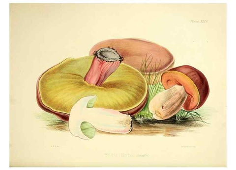 Reproducción/Reproduction 9184963102: Illustrations of British mycology,. London,Reeve, Benham and Reeve,1847-55.