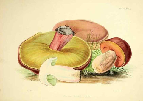 Reproducción/Reproduction 9184963102: Illustrations of British mycology,. London,Reeve, Benham and Reeve,1847-55.