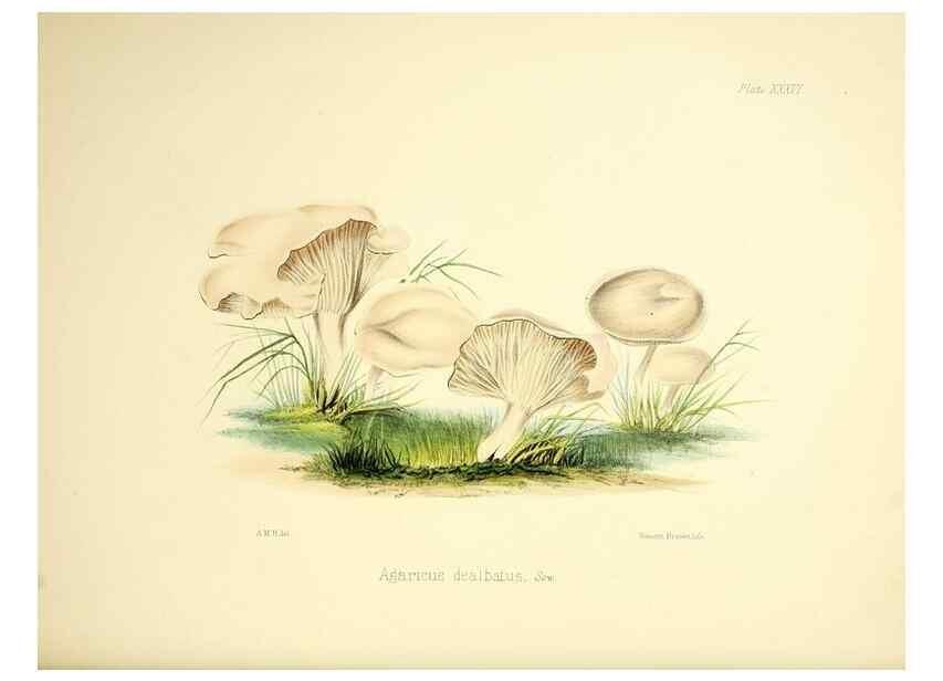 Reproducción/Reproduction 9184964420: Illustrations of British mycology,. London,Reeve, Benham and Reeve,1847-55.