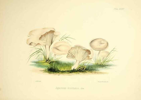 Reproducción/Reproduction 9184964420: Illustrations of British mycology,. London,Reeve, Benham and Reeve,1847-55.