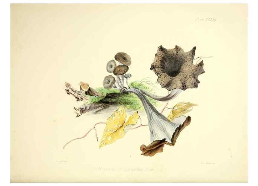 Reproducción/Reproduction 9182750291: Illustrations of British mycology,. London,Reeve, Benham and Reeve,1847-55.