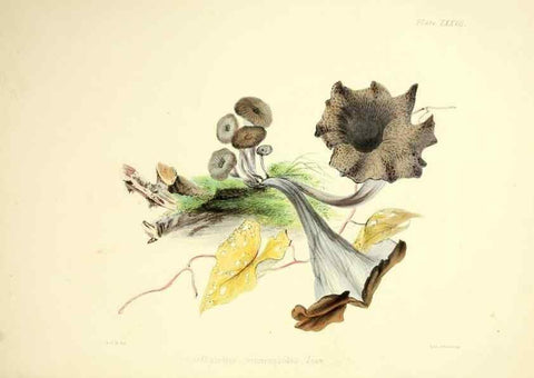 Reproducción/Reproduction 9182750291: Illustrations of British mycology,. London,Reeve, Benham and Reeve,1847-55.