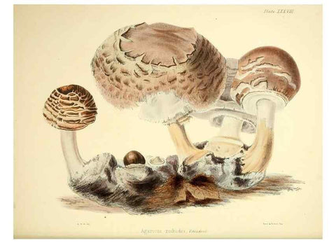 Reproducción/Reproduction 9182751757: Illustrations of British mycology,. London,Reeve, Benham and Reeve,1847-55.