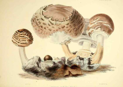 Reproducción/Reproduction 9182751757: Illustrations of British mycology,. London,Reeve, Benham and Reeve,1847-55.