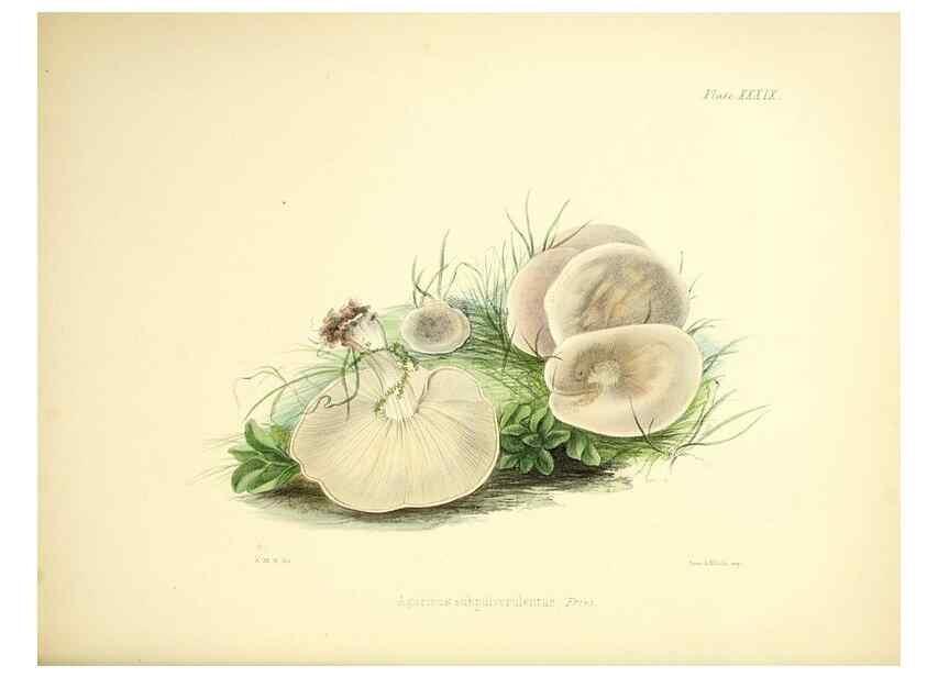 Reproducción/Reproduction 9182752687: Illustrations of British mycology,. London,Reeve, Benham and Reeve,1847-55.