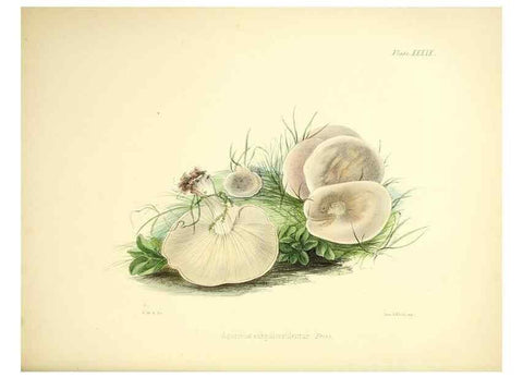 Reproducción/Reproduction 9182752687: Illustrations of British mycology,. London,Reeve, Benham and Reeve,1847-55.