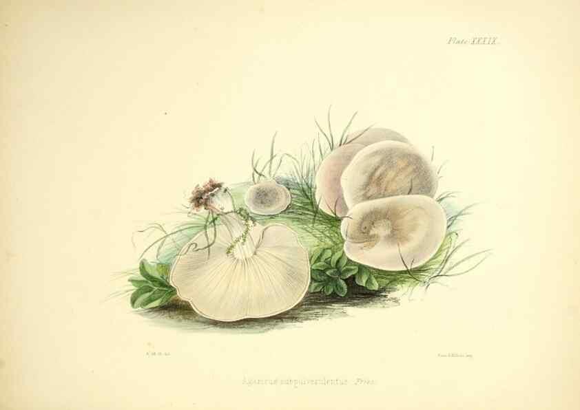 Reproducción/Reproduction 9182752687: Illustrations of British mycology,. London,Reeve, Benham and Reeve,1847-55.