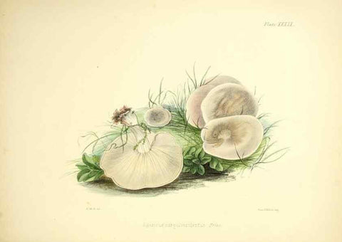 Reproducción/Reproduction 9182752687: Illustrations of British mycology,. London,Reeve, Benham and Reeve,1847-55.