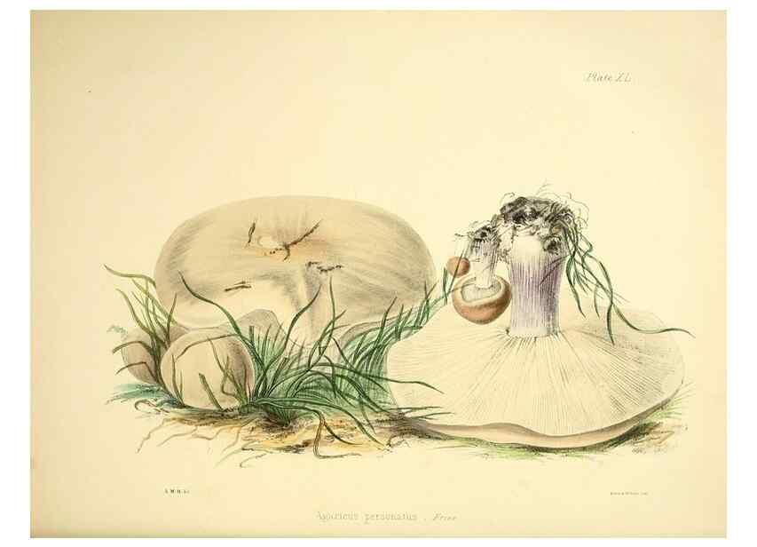Reproducción/Reproduction 9182753761: Illustrations of British mycology,. London,Reeve, Benham and Reeve,1847-55.