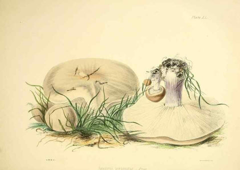 Reproducción/Reproduction 9182753761: Illustrations of British mycology,. London,Reeve, Benham and Reeve,1847-55.