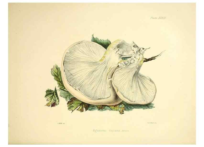 Reproducción/Reproduction 9184960904: Illustrations of British mycology,. London,Reeve, Benham and Reeve,1847-55.
