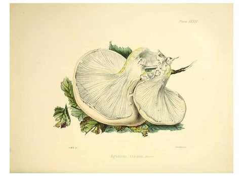 Reproducción/Reproduction 9184960904: Illustrations of British mycology,. London,Reeve, Benham and Reeve,1847-55.