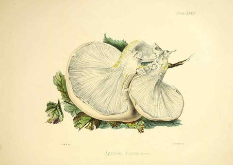 Reproducción/Reproduction 9184960904: Illustrations of British mycology,. London,Reeve, Benham and Reeve,1847-55.