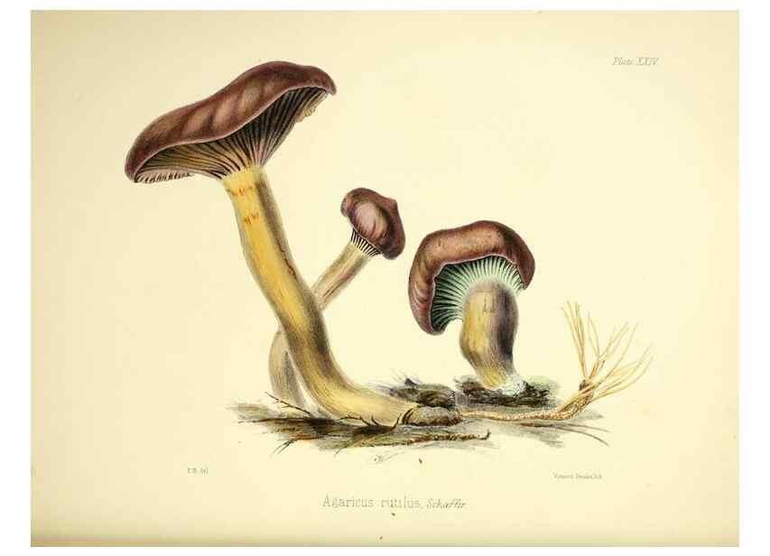 Reproducción/Reproduction 9184950840: Illustrations of British mycology,. London,Reeve, Benham and Reeve,1847-55.