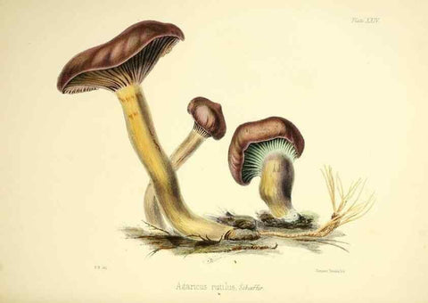 Reproducción/Reproduction 9184950840: Illustrations of British mycology,. London,Reeve, Benham and Reeve,1847-55.