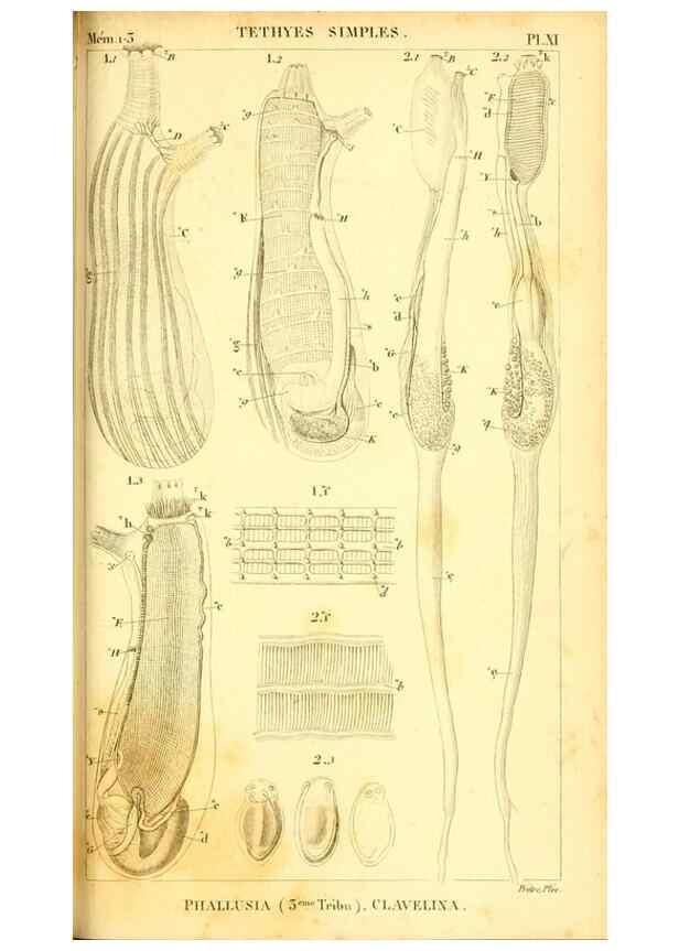 Reproducción/Reproduction 9190222459: Mémoires sur les animaux sans vertèbres /. Paris :G. Dufour,1816.