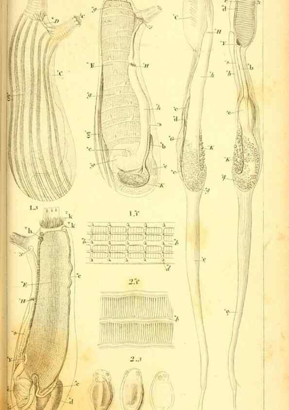 Reproducción/Reproduction 9190222459: Mémoires sur les animaux sans vertèbres /. Paris :G. Dufour,1816.