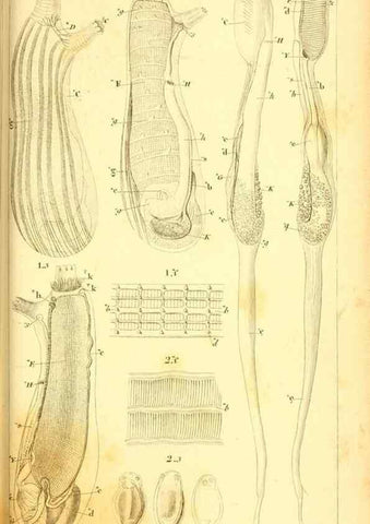 Reproducción/Reproduction 9190222459: Mémoires sur les animaux sans vertèbres /. Paris :G. Dufour,1816.