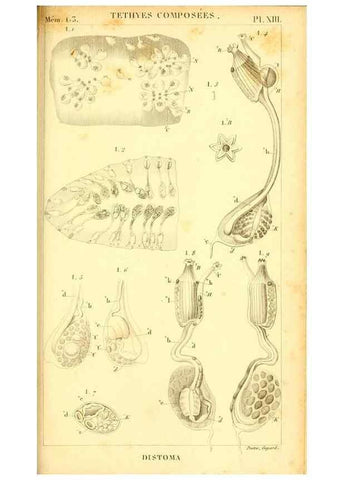 Reproducción/Reproduction 9193023456: Mémoires sur les animaux sans vertèbres /. Paris :G. Dufour,1816.